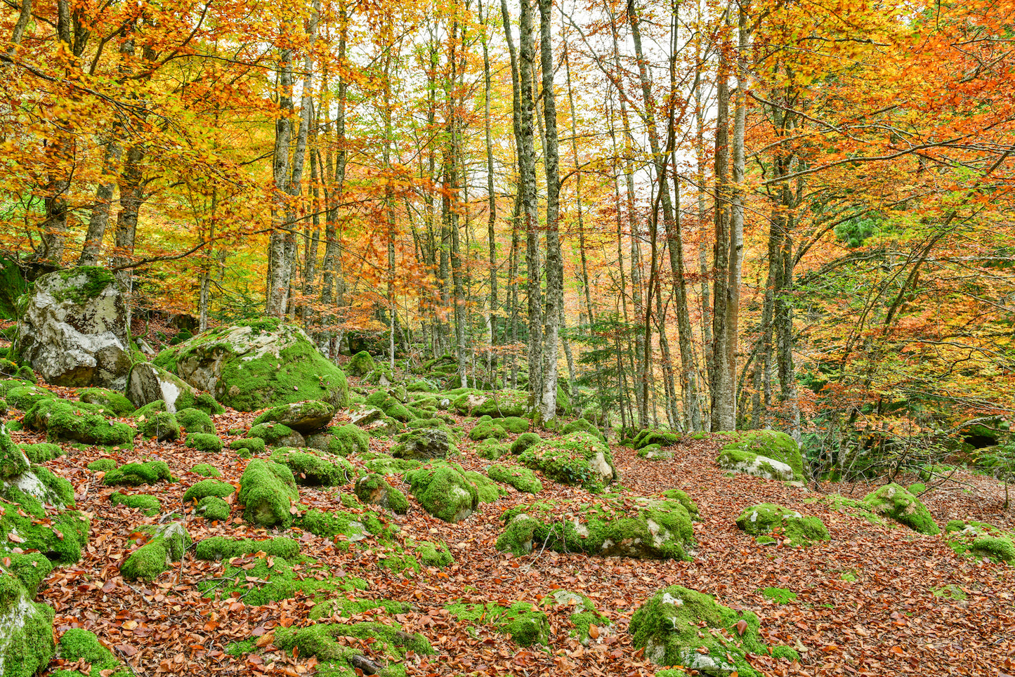 Sous-bois de montagne en automne - Photo à télécharger