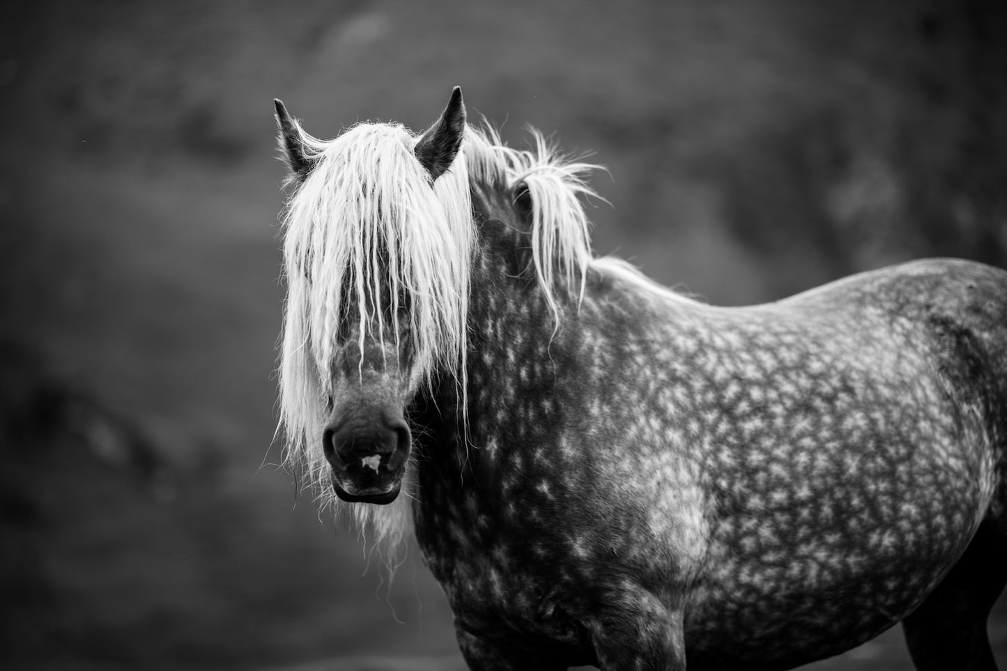 The draft horse - Piezography print on art paper laminated to Alu-Dibond